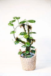 Amydrium medium sp. Sulawesi